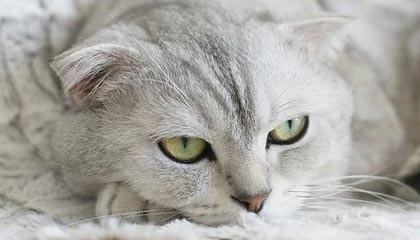 九游中国官网-特色水上极速滑艇比赛，水域快艇的极限狂飙，滑水艇价格