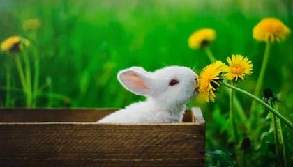 九游中国官网-特色水上极速滑艇比赛，水域快艇的极限狂飙，滑水艇价格